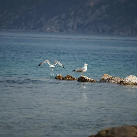 Belvedere Διαμέρισμα